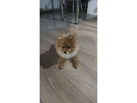 Orjinal uygun fiyatlı pomeranian
