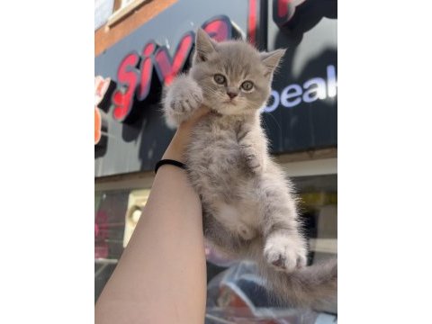 British shorthair lilac top kafa erkek