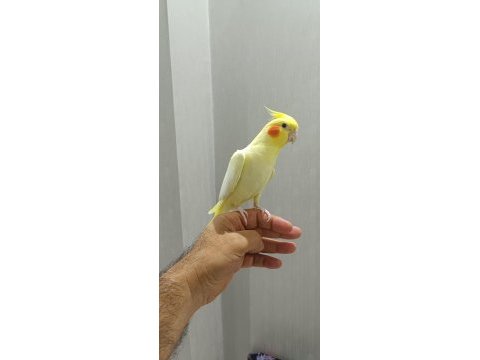 Erkek sultan papağanı