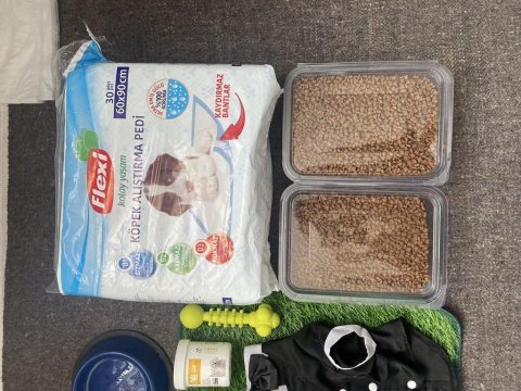 Hiperaktif maltipoo 10 aylık yavru