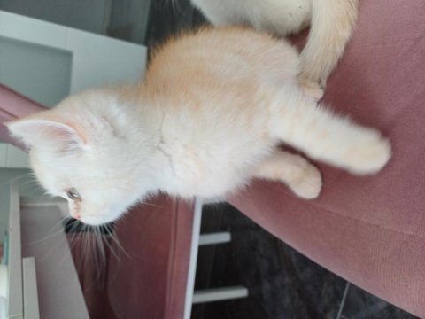 Bir adet 2 buçuk aylık exotic shorthair dişi