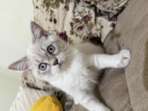 Erkek british shorthair beyaz