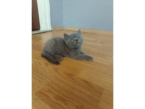 British shorthair erkek yavrumuz