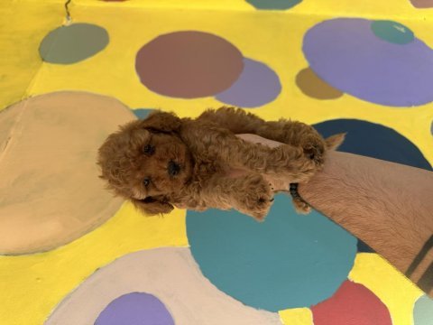 A kalite orjinal sağlıklı poodle