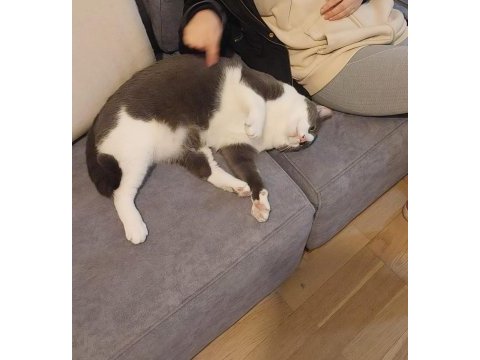 Kedimiz arif için bir ev arıyoruz