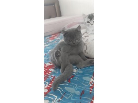 3.5 aylık erkek british shorthair