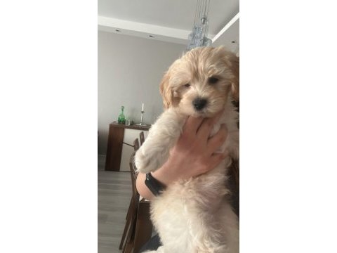 Bebeğimize yuva arıyoruz maltipoo