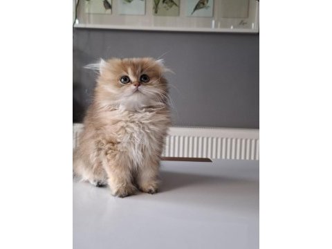 British longhair golden yavrumuz full şecereli