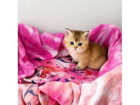 British shorthair black golden
