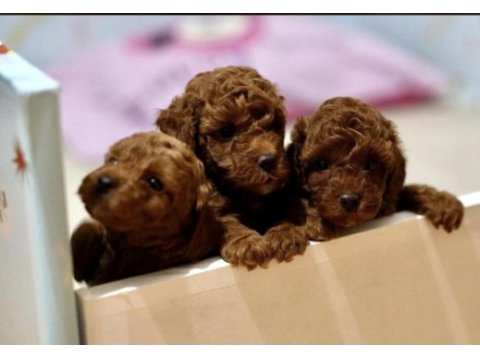 Orjinal 0 numara toy poodle yavrularımız