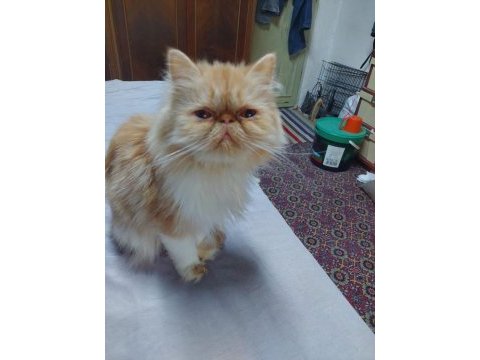 İran persian dişi kedimiz