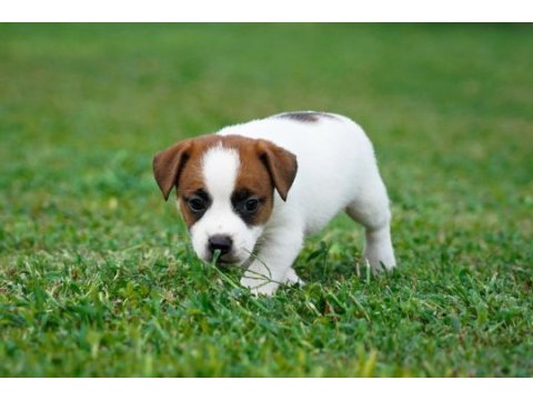 Fcı(kıf) şecereli safkan kısa tüylü jack rusell terrier