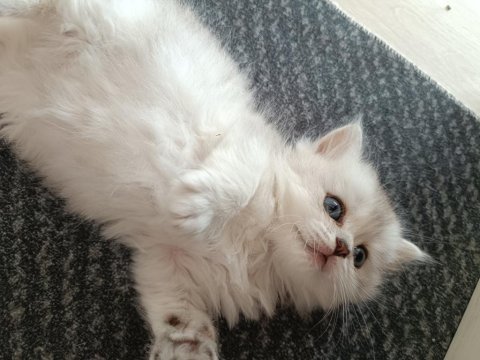 Silver blue point güzeller güzeli british longhair yavrular