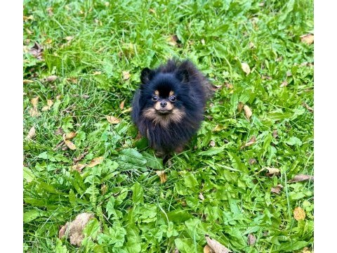 Pomeranian boo black & tan
