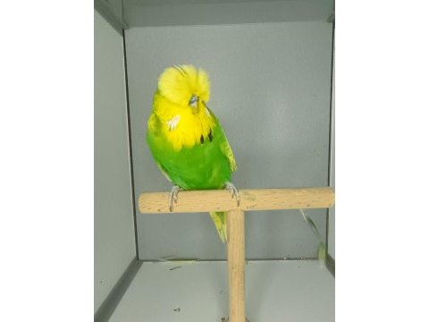 Show jumbo muhabbet kuşu