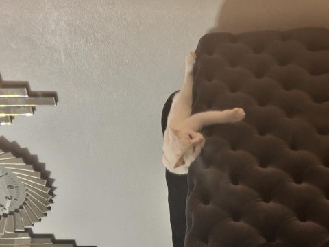 Ankara kedisi kızımızı çiftleştirmek için damat aranıyor