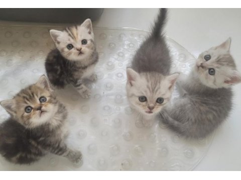 British shorthair bebiş kediler