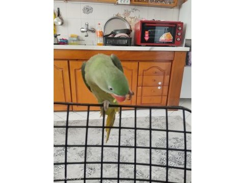 Jumbo boy evcil 8 aylık iskender papağanı
