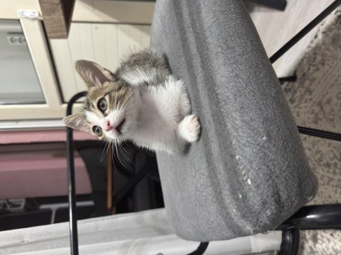 Oyuncu ve sevimli yavru kedi