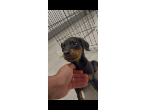 3 aylık doberman