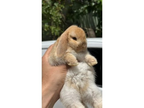 Cüce mini ve hollanda lop tavşanları gonderılır