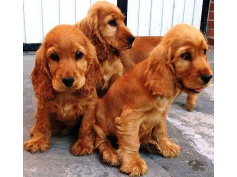 Cocker yavrularımız evinizin neşesi olacaktır