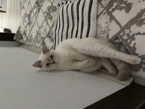 Blue point erkek british shorthair