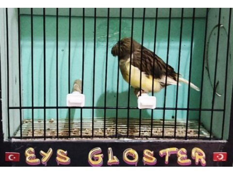 Kanarya glosterler toptan