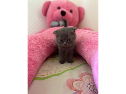 British shorthair ve scottish fold yavrularımız