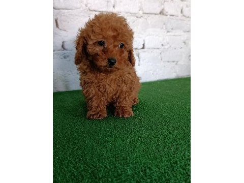 Toy poodle yavrularımız