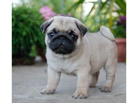 Gül kuyruk kısa bacak pug mobs şekerler