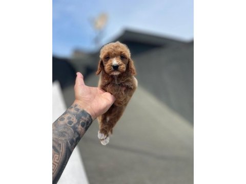 Maltipoo yavru