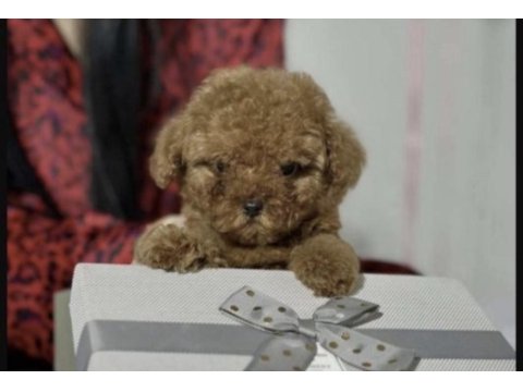 Toy poodle bakımlı
