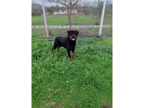 A şecereli üretim izinli korumacı erkek rottweiler