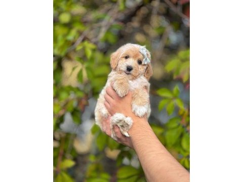 Daha güzeli olmayan kore maltipoo yavrularımız