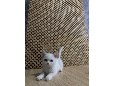 Pamuk beyazlığında brıtısh shorthair