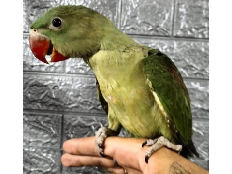 El besleme alexander papağanları 81 ile gönderim vardır