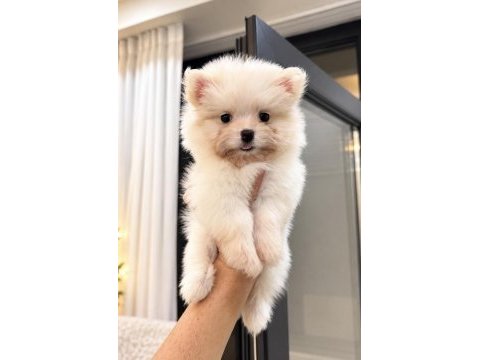 Oyuncak gibi pomeranian boo