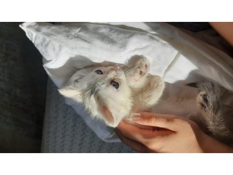 Yavru british shorthair kedisi