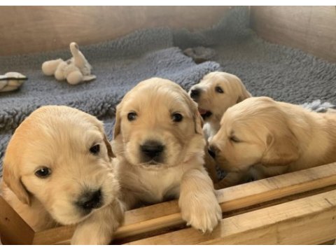 Dişi ve erkek golden retriever bebeklerimiz