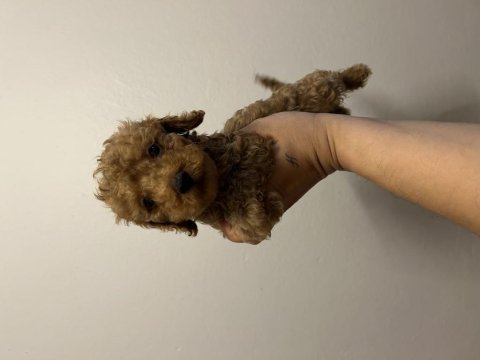 Kore toy poodle bebekler yeni yuvası için hazır