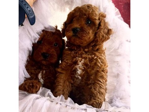 Toy poodle bütün eşyaları ile birlikte verilecektir
