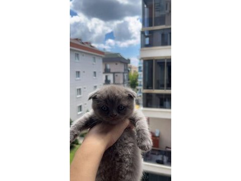 Beylikdüzü 2 aylık yavru scottish fold