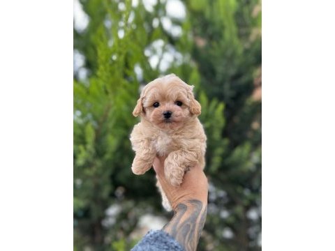 Ankaranın en güzel maltipoo yavruları