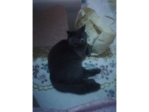 Es arıyoruz british shorthair kedimize