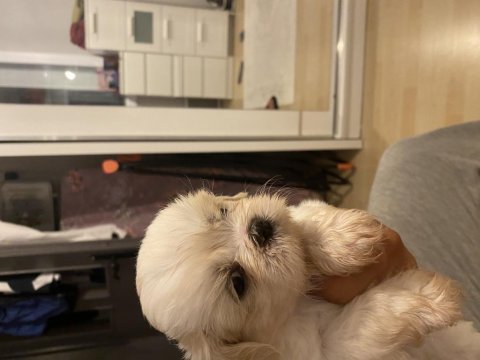 35 günlük shih tzu yavrular
