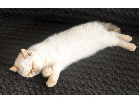 8 aylık çok uysal exotic shorthair