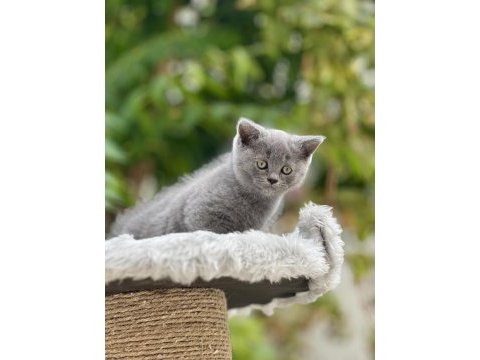 British shorthair bebekler