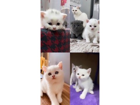 British shorthair bebeklerim