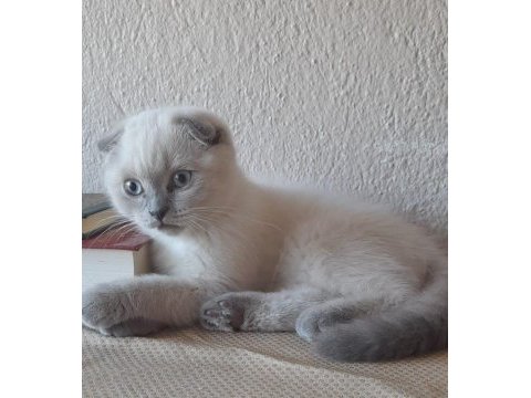 Dişi blue point sakin scottish fold yavru